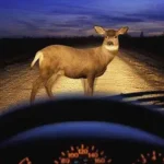 what happens if you hit a deer and don't call the police