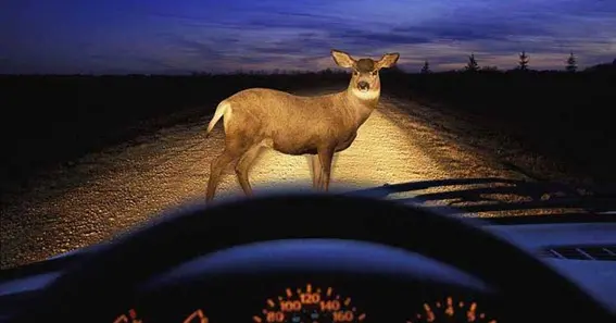 what happens if you hit a deer and don't call the police